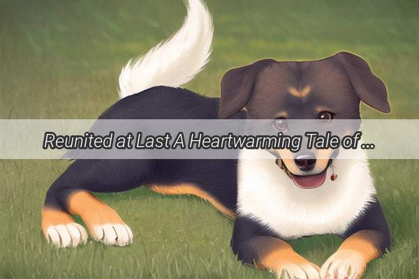 Reunited at Last A Heartwarming Tale of Love and Longing Between a Dog and Their Human